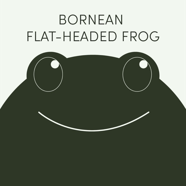 Bornean Flat-Headed Frog | Week of June 10th photo