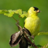 Birds Dress for Spring