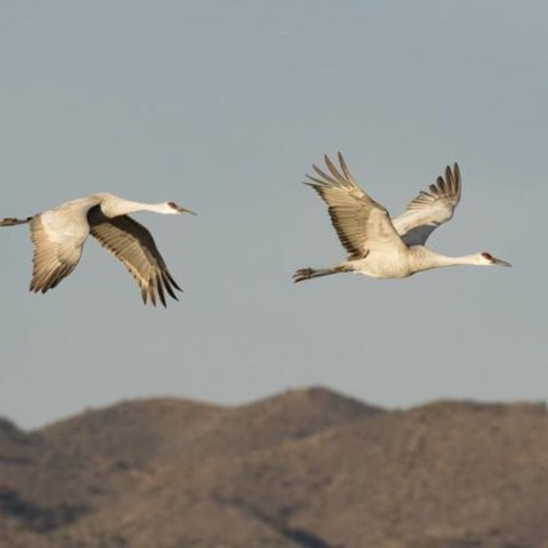 To Breathe Like a Bird photo