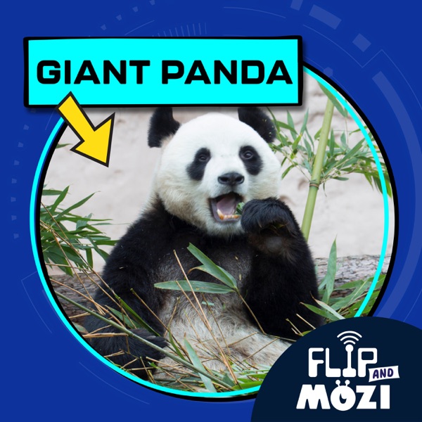 Giant Panda (9/14/23) photo