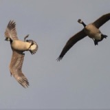 Geese Whiffling in for a Landing