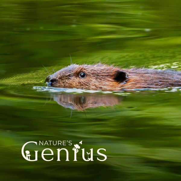 Beaver Believers: How to Restore Planet Water photo