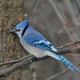 What Are Birds Saying with Their Crests?