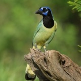 Green Jay