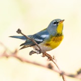 Northern Parula Sings From on High