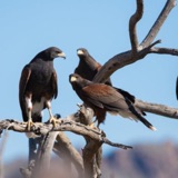 A Hawk That Hunts in Packs