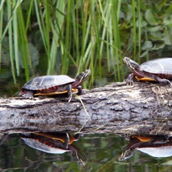 Dragonflies in the Great Swamp - Notes from the Field