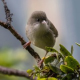 Protecting Endangered Birds from Maui’s Wildfires