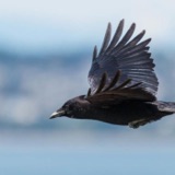 As the Crow Flies