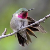 Western Hummingbirds, East