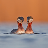 吹牛大王历险记