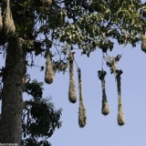 Montezuma Oropendola's High-Security Nesting