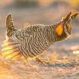 How to Be a Better Wildlife Photographer