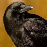 The Crafty American Crow