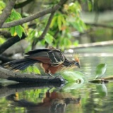 Hoatzin!