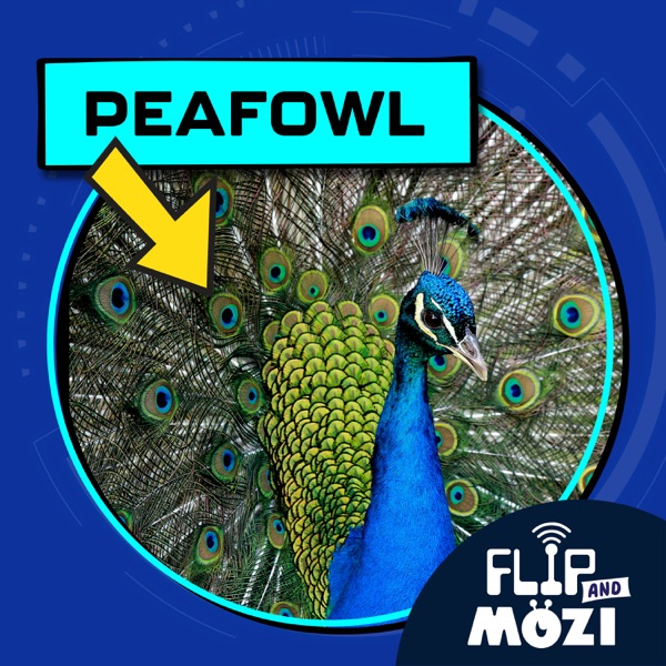 Peafowl (12/1/22) photo