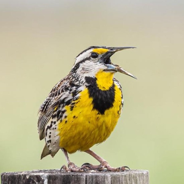 Meadowlarks and Grasslands photo