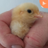 The Homesteading UK Podcast