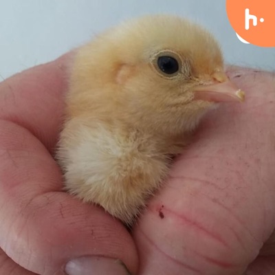 The Homesteading UK Podcast The Homesteading UK Podcast