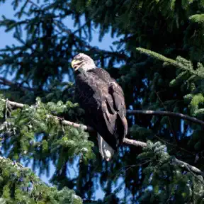 How eagles, bears and salmon keep Alaska wild artwork
