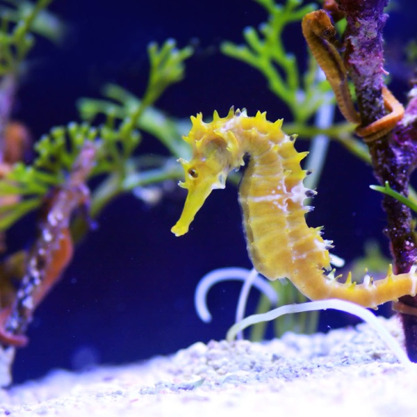 Seahorses! Curly-tailed wonders of the sea photo