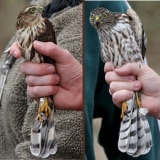 Sizing Up Sharp-shinned Hawks