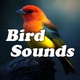 Morning Glow: Gentle Birdsong for Relaxation