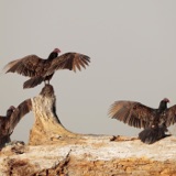 In Defense of Big Black Birds