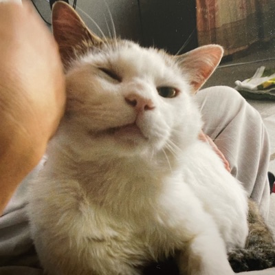 猫好き鍼灸師のゆる〜く今日も