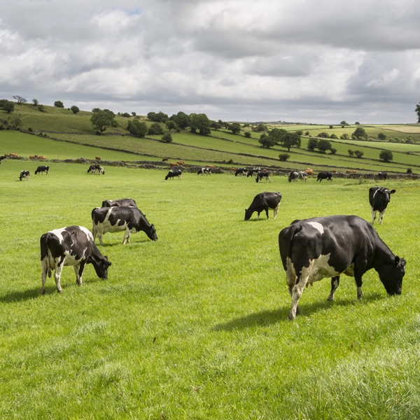 Bird Flu Has Jumped To Cattle And To Humans. What Are The Potential Risks? photo