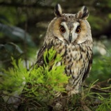 Long-eared Owls Fly at Night