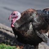 BirdNoir: The Wild Tom Turkey