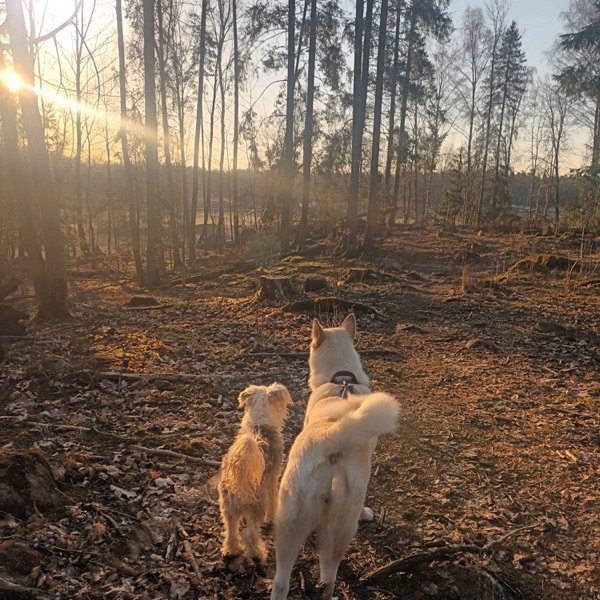 Hunden som livets spegel