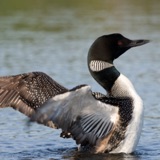 Recognizing a Stranded Loon