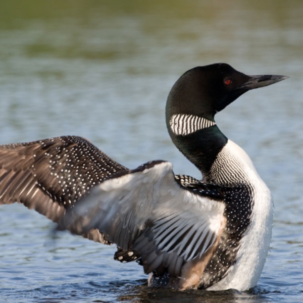 Recognizing a Stranded Loon photo