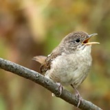 House Wren – Little Brown Dynamo