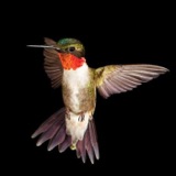 Ruby-throated Hummingbird
