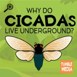 Why Do Cicadas Live Underground?