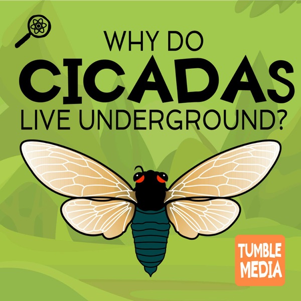 Why Do Cicadas Live Underground? photo