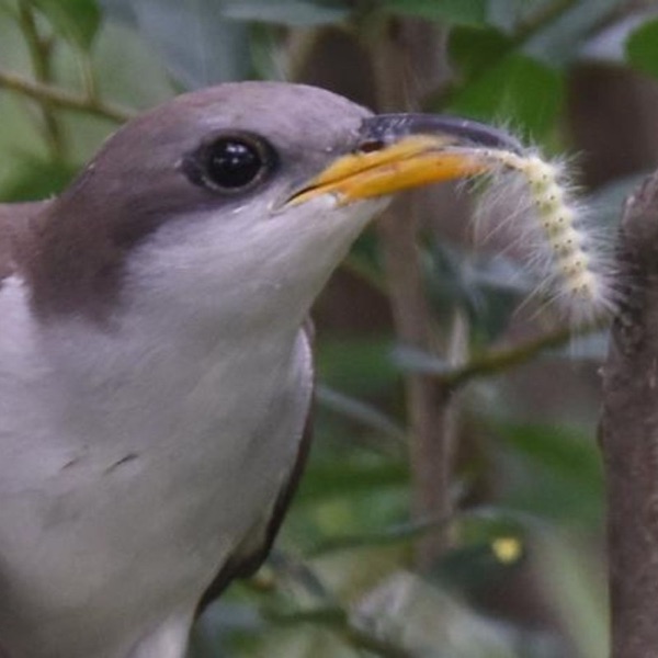 Yellow-Billed Cuckoo or Rain Crow? photo