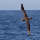 Pelagic Birds by Boat