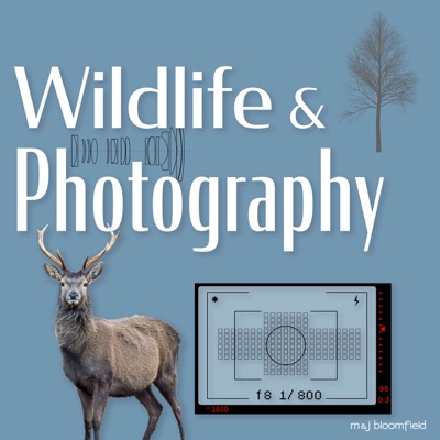 Wildlife and Photography