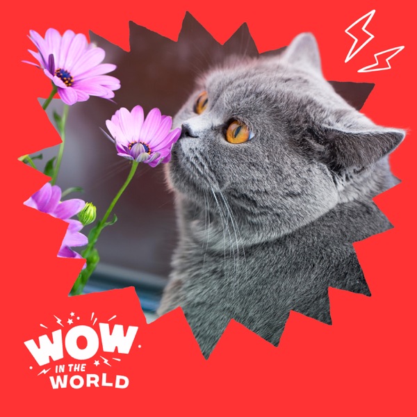 The Purrr-fect Match: Cats, Chaos, Science, and Smelly Surprises! photo