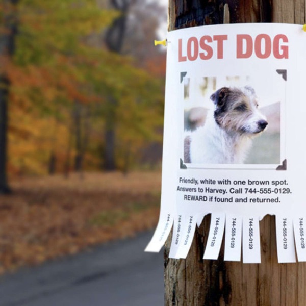 Finding Lost Pets with Pet Psychic, Hilary Renaissance photo
