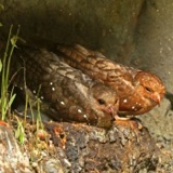 The Oilbird's Lightless Life