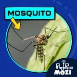 Mosquito (6/29/23)