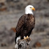 If You See a Bird with Leg Bands