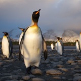 There’s Something About Penguins