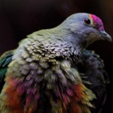 Fancy Fruit-doves in the South Pacific