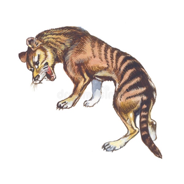 Tasmanian tiger mainland 2025.5 devils mainland mystery/Parks Victoria not screening for thylacine.